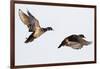 Wood Ducks Two Males in Flight in Wetland, Marion, Illinois, Usa-Richard ans Susan Day-Framed Photographic Print