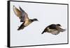 Wood Ducks Two Males in Flight in Wetland, Marion, Illinois, Usa-Richard ans Susan Day-Framed Stretched Canvas