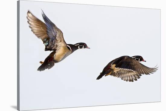 Wood Ducks Two Males in Flight in Wetland, Marion, Illinois, Usa-Richard ans Susan Day-Stretched Canvas