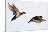 Wood Ducks Two Males in Flight in Wetland, Marion, Illinois, Usa-Richard ans Susan Day-Stretched Canvas