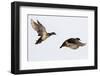 Wood Ducks Two Males in Flight in Wetland, Marion, Illinois, Usa-Richard ans Susan Day-Framed Photographic Print