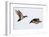 Wood Ducks Two Males in Flight in Wetland, Marion, Illinois, Usa-Richard ans Susan Day-Framed Photographic Print