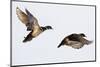 Wood Ducks Two Males in Flight in Wetland, Marion, Illinois, Usa-Richard ans Susan Day-Mounted Photographic Print