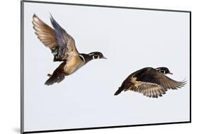 Wood Ducks Two Males in Flight in Wetland, Marion, Illinois, Usa-Richard ans Susan Day-Mounted Photographic Print