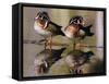 Wood Ducks-null-Framed Stretched Canvas