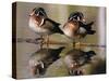 Wood Ducks-null-Stretched Canvas