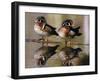 Wood Ducks-null-Framed Photographic Print