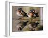 Wood Ducks-null-Framed Photographic Print