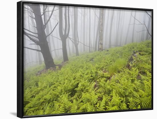 Wood, Fern Succession, Burnt Trunks, Fog, Polso, Madeira, Portugal-Rainer Mirau-Framed Photographic Print