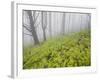 Wood, Fern Succession, Burnt Trunks, Fog, Polso, Madeira, Portugal-Rainer Mirau-Framed Photographic Print