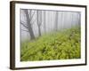 Wood, Fern Succession, Burnt Trunks, Fog, Polso, Madeira, Portugal-Rainer Mirau-Framed Photographic Print