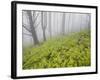 Wood, Fern Succession, Burnt Trunks, Fog, Polso, Madeira, Portugal-Rainer Mirau-Framed Photographic Print