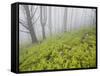 Wood, Fern Succession, Burnt Trunks, Fog, Polso, Madeira, Portugal-Rainer Mirau-Framed Stretched Canvas