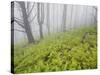 Wood, Fern Succession, Burnt Trunks, Fog, Polso, Madeira, Portugal-Rainer Mirau-Stretched Canvas