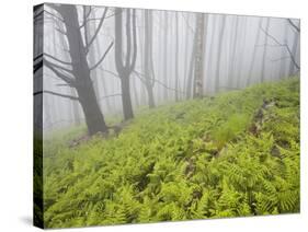 Wood, Fern Succession, Burnt Trunks, Fog, Polso, Madeira, Portugal-Rainer Mirau-Stretched Canvas