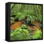 Wood, Ferns, Brook, Fiordland National Park, Southland, South Island, New Zealand-Rainer Mirau-Framed Stretched Canvas