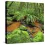 Wood, Ferns, Brook, Fiordland National Park, Southland, South Island, New Zealand-Rainer Mirau-Stretched Canvas