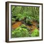 Wood, Ferns, Brook, Fiordland National Park, Southland, South Island, New Zealand-Rainer Mirau-Framed Photographic Print