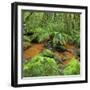 Wood, Ferns, Brook, Fiordland National Park, Southland, South Island, New Zealand-Rainer Mirau-Framed Photographic Print