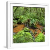 Wood, Ferns, Brook, Fiordland National Park, Southland, South Island, New Zealand-Rainer Mirau-Framed Photographic Print