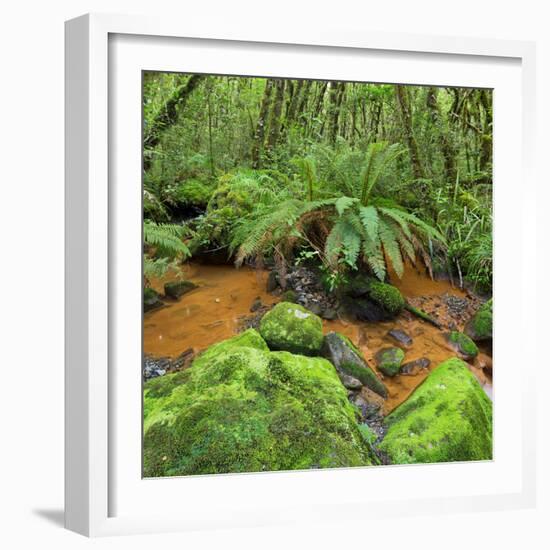 Wood, Ferns, Brook, Fiordland National Park, Southland, South Island, New Zealand-Rainer Mirau-Framed Photographic Print
