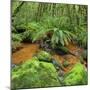 Wood, Ferns, Brook, Fiordland National Park, Southland, South Island, New Zealand-Rainer Mirau-Mounted Photographic Print