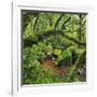 Wood, Ferns, Moss, Brook, Fiordland National Park, Southland, South Island, New Zealand-Rainer Mirau-Framed Photographic Print