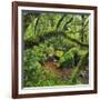 Wood, Ferns, Moss, Brook, Fiordland National Park, Southland, South Island, New Zealand-Rainer Mirau-Framed Photographic Print