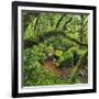 Wood, Ferns, Moss, Brook, Fiordland National Park, Southland, South Island, New Zealand-Rainer Mirau-Framed Photographic Print