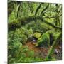 Wood, Ferns, Moss, Brook, Fiordland National Park, Southland, South Island, New Zealand-Rainer Mirau-Mounted Photographic Print