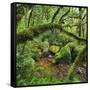 Wood, Ferns, Moss, Brook, Fiordland National Park, Southland, South Island, New Zealand-Rainer Mirau-Framed Stretched Canvas