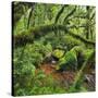 Wood, Ferns, Moss, Brook, Fiordland National Park, Southland, South Island, New Zealand-Rainer Mirau-Stretched Canvas