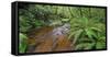 Wood, Ferns, Moss, Brook, Fiordland National Park, Southland, South Island, New Zealand-Rainer Mirau-Framed Stretched Canvas