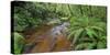 Wood, Ferns, Moss, Brook, Fiordland National Park, Southland, South Island, New Zealand-Rainer Mirau-Stretched Canvas