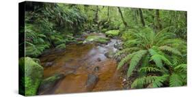 Wood, Ferns, Moss, Brook, Fiordland National Park, Southland, South Island, New Zealand-Rainer Mirau-Stretched Canvas