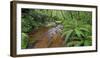 Wood, Ferns, Moss, Brook, Fiordland National Park, Southland, South Island, New Zealand-Rainer Mirau-Framed Photographic Print