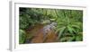 Wood, Ferns, Moss, Brook, Fiordland National Park, Southland, South Island, New Zealand-Rainer Mirau-Framed Photographic Print