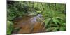 Wood, Ferns, Moss, Brook, Fiordland National Park, Southland, South Island, New Zealand-Rainer Mirau-Mounted Photographic Print