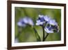 Wood Forget-Me-Not (Myosotis Sylvatica) Flowers, Cornwall, England, United Kingdom-Nick Upton-Framed Photographic Print