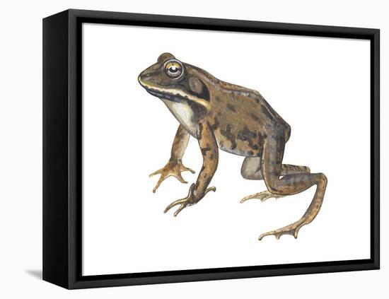 Wood Frog (Rana Sylvatica), Amphibians-Encyclopaedia Britannica-Framed Stretched Canvas