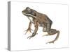 Wood Frog (Rana Sylvatica), Amphibians-Encyclopaedia Britannica-Stretched Canvas
