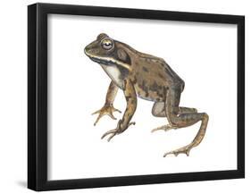 Wood Frog (Rana Sylvatica), Amphibians-Encyclopaedia Britannica-Framed Poster