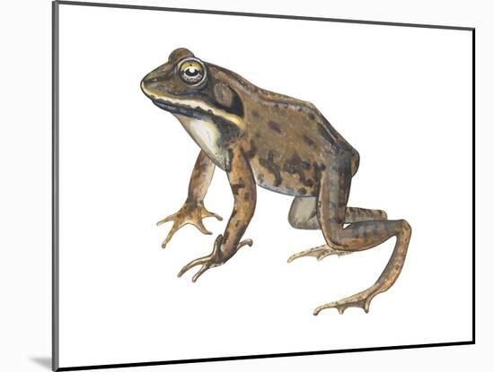 Wood Frog (Rana Sylvatica), Amphibians-Encyclopaedia Britannica-Mounted Poster