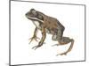 Wood Frog (Rana Sylvatica), Amphibians-Encyclopaedia Britannica-Mounted Poster