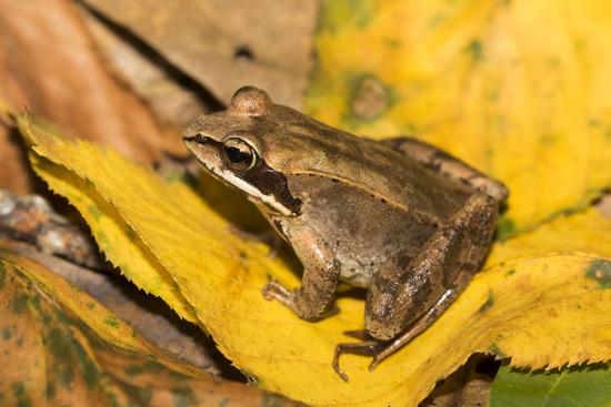 'Wood Frog' Photographic Print - Lynn M. Stone | AllPosters.com