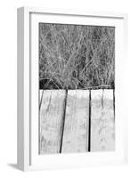 Wood Grass-Jeff Pica-Framed Photographic Print