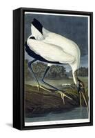 Wood Ibis, 1834-John James Audubon-Framed Stretched Canvas