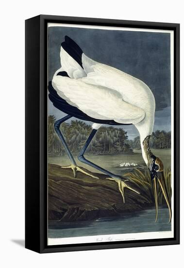Wood Ibis, 1834-John James Audubon-Framed Stretched Canvas