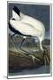 Wood Ibis, 1834-John James Audubon-Mounted Premium Giclee Print