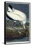 Wood Ibis, 1834-John James Audubon-Framed Stretched Canvas